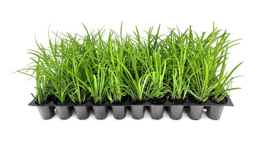 Liriope Big Blue | Live Plants | Liriope muscari | Lavender Blue Flowers | Evergreen Ground Cover for Shade | Landscape Borders for Walkways and Beds