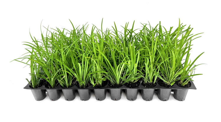 Liriope Big Blue | Live Plants | Liriope muscari | Lavender Blue Flowers | Evergreen Ground Cover for Shade | Landscape Borders for Walkways and Beds