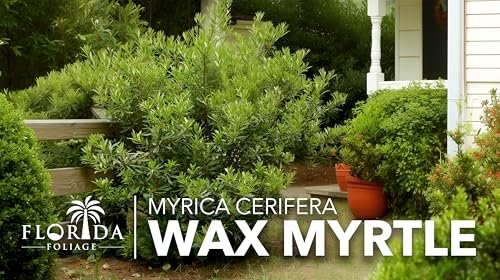 Wax Myrtle | Live Plants | Myrica Cerifera | Fast Growing Evergreen Shrub | Privacy Hedge Plants | Adaptable Landscaping Bushes