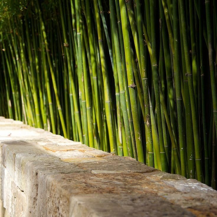 Graceful Bamboo Plant | Live Plants | Bambusa Textilis Gracilis | Privacy Screen Bamboo | Fast|Growing Ornamental Garden Plants