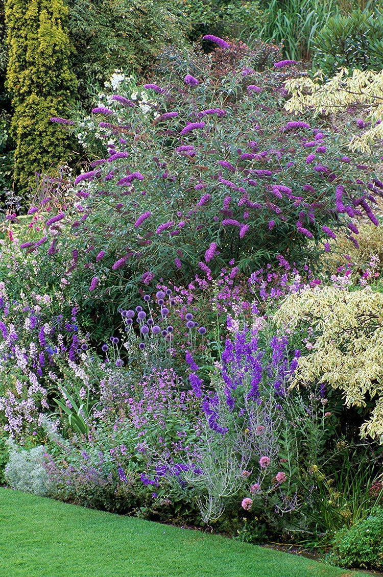 Buddleia Nanho Blue | Live Plants | Blooming Butterfly Bush