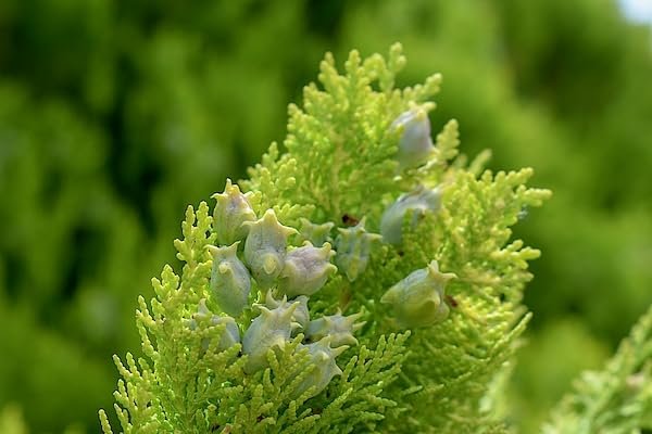 Blue Cone Arborvitae | Extra Large 3 Gallon Plant | Elegant & Hardy Evergreen Shrub, Striking Blue Foliage, Ideal for Privacy Screens, Hedges, and Landscape Accents