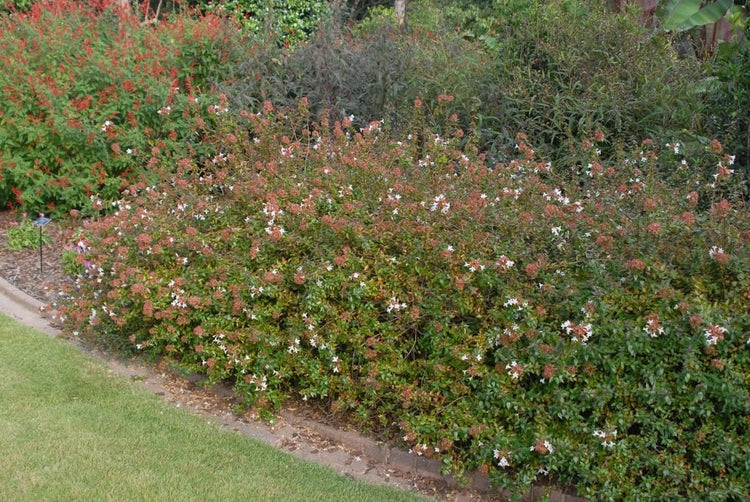 Abelia Rose Creek | Extra Large 3 Gallon Plants | Fragrant & Flourishing Shrub, Compact, Ornamental Plant Ideal for Hedges, Borders & Landscape Accents, Low|Maintenance & Drought|Resistant
