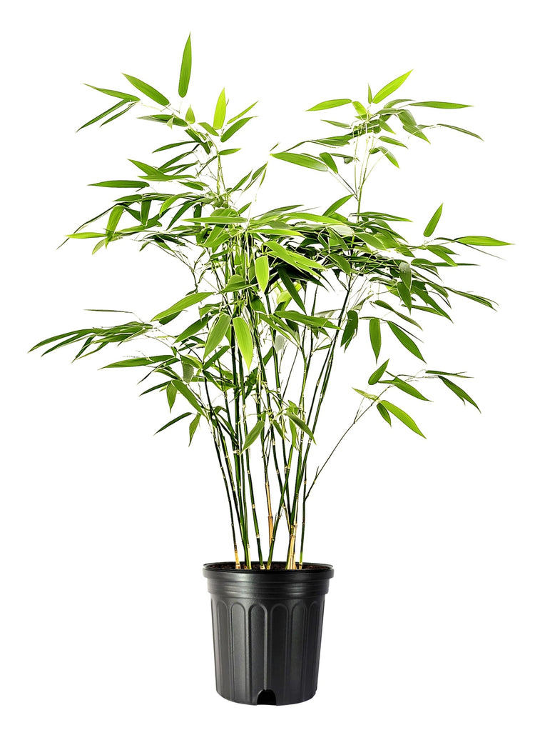 Fern Leaf Bamboo | Live Plants | Bambusa Multiplex | 6 Inch Pot | Non|invasive Clumping Privacy Hedge