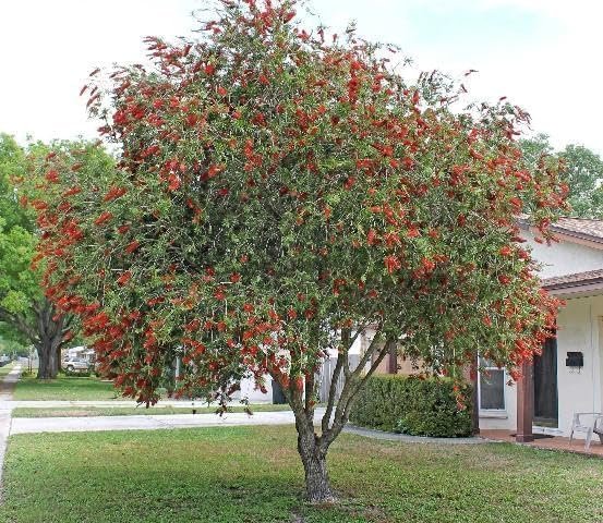 Bottlebrush Red Cluster | Live Quart Size Plants | Callistemon citrinus | Perfect for Gardens & Landscaping | Easy to Grow & Low Maintenance Vibrant Shrub