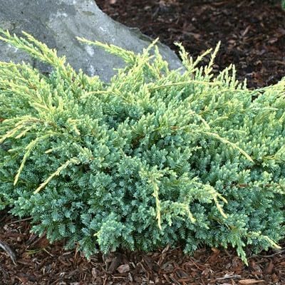Hughes Juniper | Live 4 Inch Pots | Drought|Tolerant Evergreen for Landscaping, Privacy Screens, and Bonsai, Easy|to|Grow