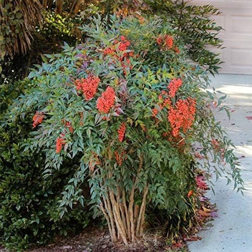 Heavenly Bamboo | Nandina Domestica | Live Gallon Size Plant | Beautiful & Colorful Low Maintenance Foliage