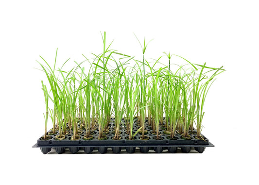 Giant Egyptian Papyrus | 10 Live Plants | Cyperus Large Shade & Wet Tolerant Aquatic Foliage