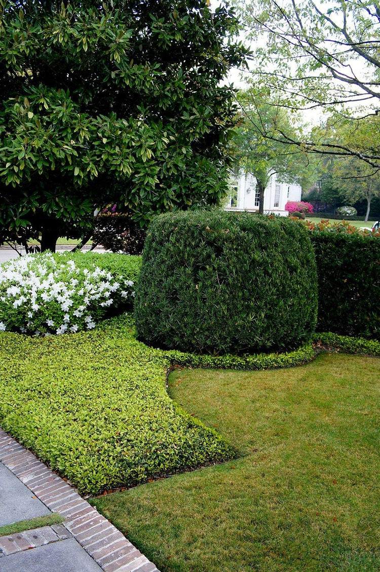 Asiatic Jasmine Minima - Live Inch Plant - Trachelospermum Asiaticum - Drought Tolerant Cold Hardy Evergreen
