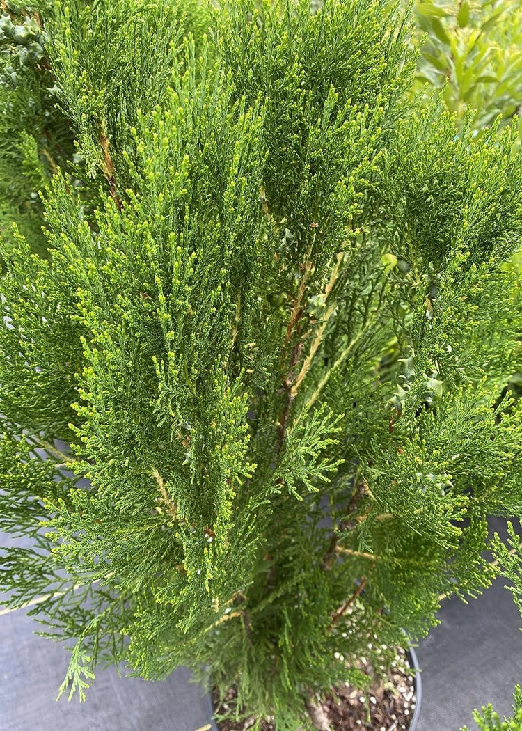 Blue Cone Arborvitae | Live Gallon Size Plants | Vibrant Blue|Green Foliage for Landscaping, Hedges, and Privacy Screens, Drought and Deer Tolerant