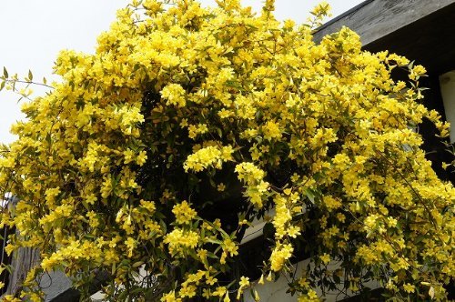 Carolina Jasmine | 40 Live Plants | Gelsemium Sempervirens Jessamine | Beautiful Fragrant Blooming Vine