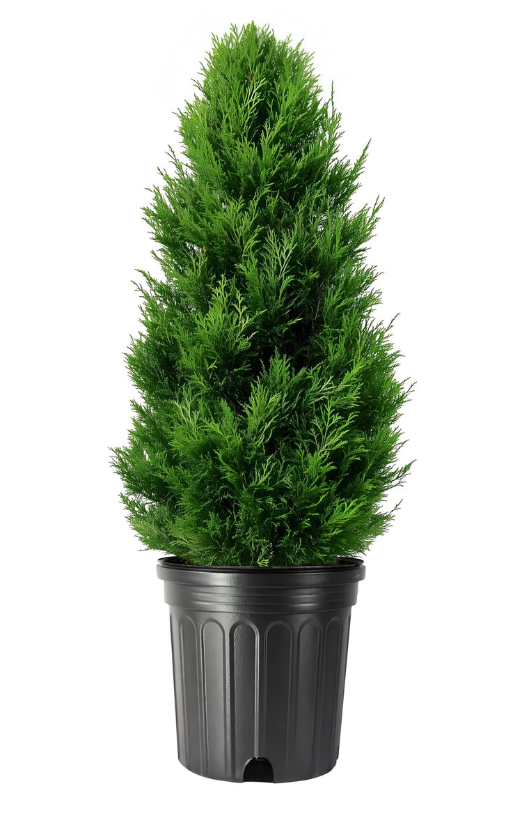 Arborvitae Emerald Green | Live Gallon Size Trees | Thuja Occidentalis Smaragd | Evergreen Privacy Screening Hedge Plants