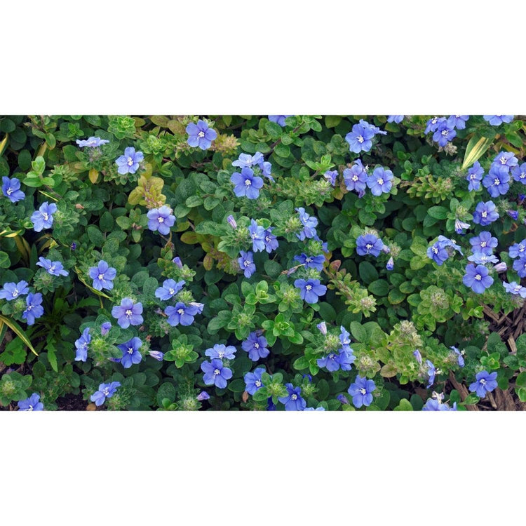 Beach Bum Blue I Large Gallon Size Plants I Evolvulus Glomeratus I Live Low|Maintenance, Drought|Resistant, Ideal for Coastal Gardens