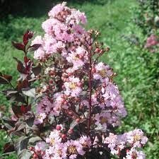 Crape Myrtle Rhapsody in Pink | Extra Large 3 Gallon Plant | Soft Pink Blooms, Live Plant, Elegant Ornamental Shrub for Graceful Garden Displays