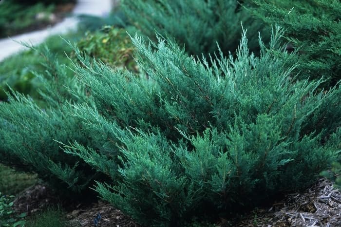 Hughes Juniper | Live 4 Inch Pots | Drought|Tolerant Evergreen for Landscaping, Privacy Screens, and Bonsai, Easy|to|Grow