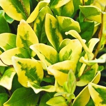 Ligustrum Japonicum Howardi | Live Quart Size Plant | Privet Howardii | Variegated Evergreen Privacy Hedge