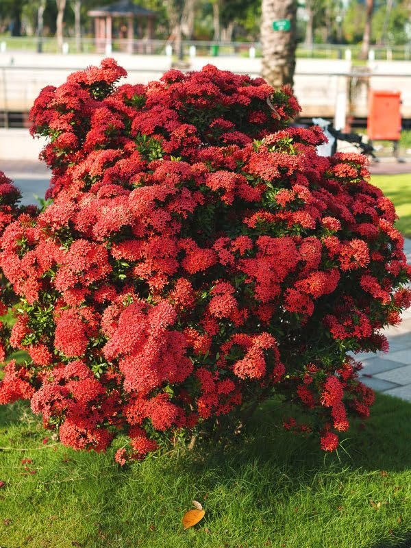 Ixora Maui Red I Large Gallon Size Plant I Rubiaceae Ixora Coccinea | Live Lush Red Cluster Blooms, Heat and Drought Tolerant, Ideal for Tropical and Subtropical Gardens