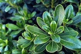 Pittosporum Green | Extra Large 3 Gallon Plants | Pittosporum Tobira | Lush Privacy Hedge | Easy|Care Landscape