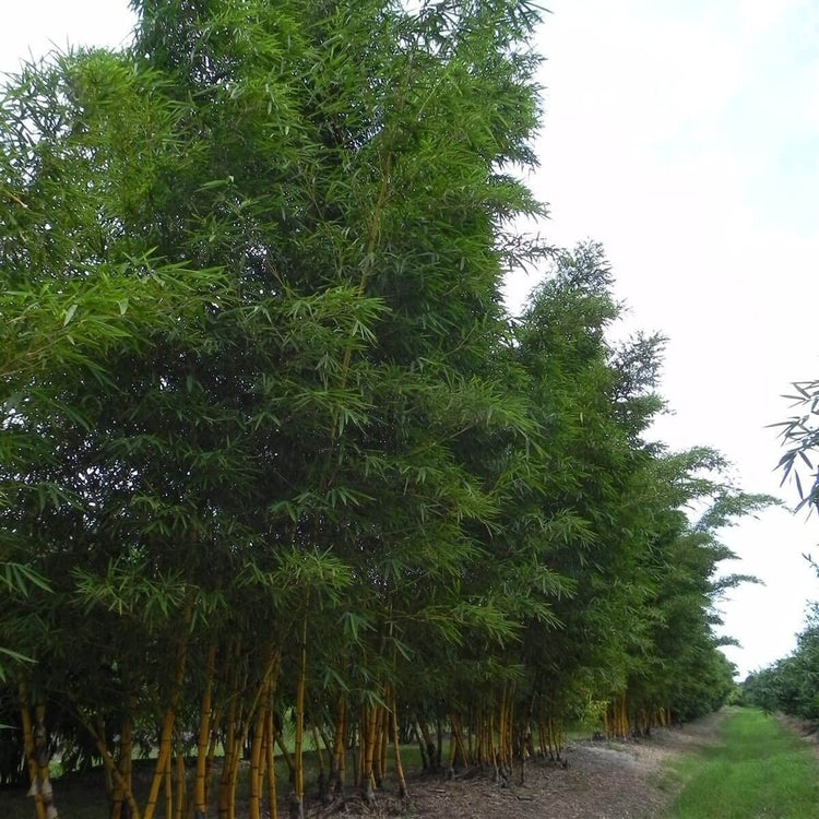 Bambusa Vulgaris Vittata | Live Plant | Golden Hawaiian Bamboo | Beautiful Rare Unique Specimen | Non|Invasive Clumping Bamboo Privacy Screen