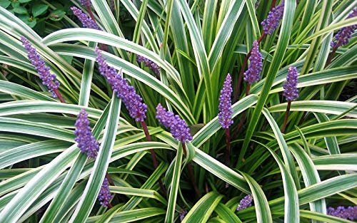 Variegated Liriope Muscari Silvery Sunproof | Large Quart Size Plants | Live Blooming Evergreen Groundcover