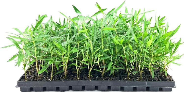 Oleander Red Plants | Live Plants | Nerium Oleander | Vibrant Red Blooms | Ideal for Outdoor Landscaping | Hardy & Low|Maintenance | Attracts Pollinators | Perfect for Hedges & Borders