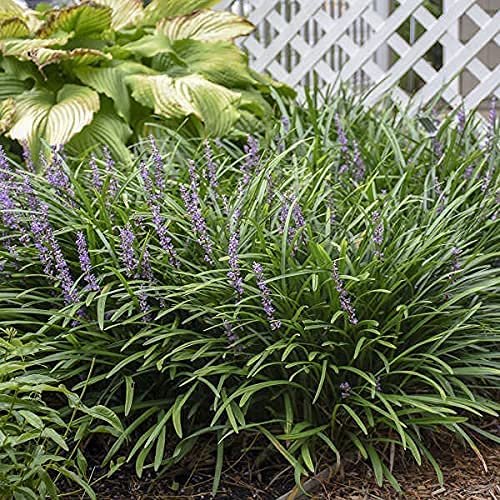 Liriope Big Blue | Live Plants | Liriope muscari | Lavender Blue Flowers | Evergreen Ground Cover for Shade | Landscape Borders for Walkways and Beds