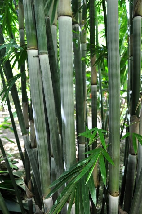 Graceful Bambusa Nutans Bongkhai Ever Bamboo | Large Gallon Size Plant | Fast|Growing Privacy Screen | Hardy & Lush Outdoor Greenery
