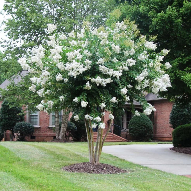Crape Myrtle Natchez | Live Plants | Lagerstroemia Indica | Beautiful Low Maintenance White Blooming Flowering Tree