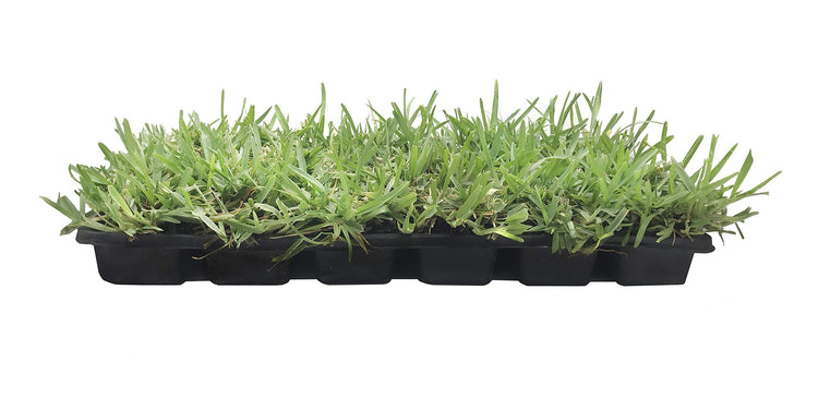 St. Augustine 'Floratam' Inch Sod Plugs | 36 Extra Large Live Plugs | Drought, Salt and Shade Tolerant Turf Grass
