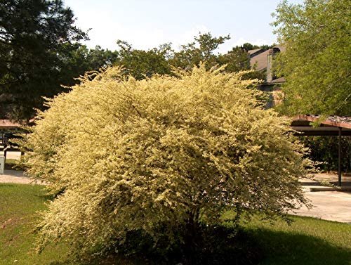 Ligustrum Sinense Variegated | Live Plants | Chinense Privet Sinense | Deciduous Flowering Ornamental Shrub