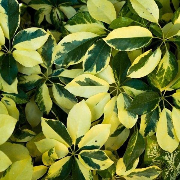 Arboricola Variegated Schefflera Trinette I Live Plants I Vibrant Green & Yellow Foliage, Easy-Care Indoor/Outdoor Plant, Air-Purifying, Ideal for Home