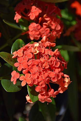 Ixora Maui Red I Large Gallon Size Plant I Rubiaceae Ixora Coccinea | Live Lush Red Cluster Blooms, Heat and Drought Tolerant, Ideal for Tropical and Subtropical Gardens