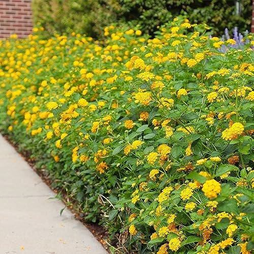 Lantana New Gold | Large Gallon Size Plants | Lantana Camara 'New Gold' | Yellow Ground Cover for Sun | Spreading Landscape Plants for Borders Slopes Containers Beds and Walkways