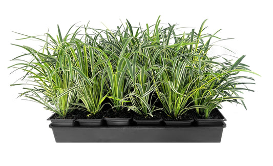 Variegated Liriope | Live 4 Inch Pots | Liriope Muscari Variegata | Ornamental Ground Cover Plants | Evergreen Foliage