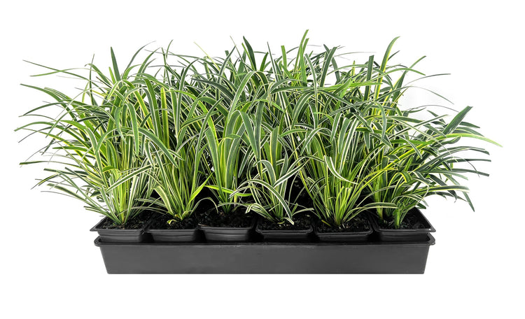 Variegated Liriope | Live 4 Inch Pots | Liriope Muscari Variegata | Ornamental Ground Cover Plants | Evergreen Foliage