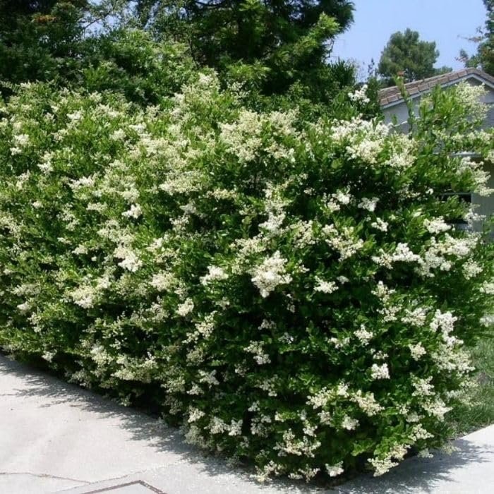 Ligustrum Recurvifolia | Extra Large 3 Gallon Plants | Ligustrum sinense 'Recurvifolium' | Lush Green Privacy Hedge | Ideal for Landscaping | Vibrant Garden Shrub