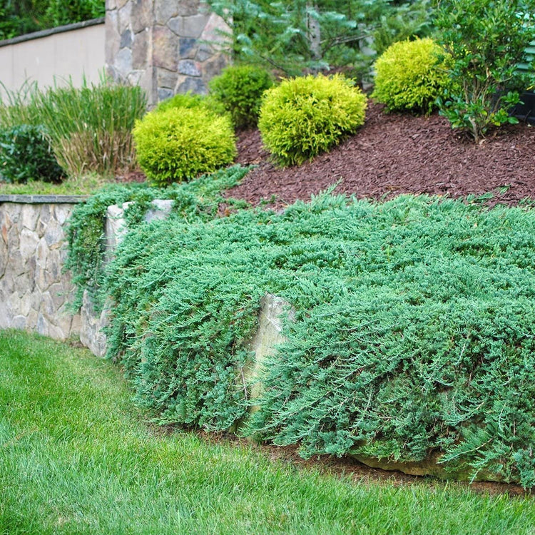 Blue Rug Juniper | Live Gallon Size Plant | Juniperus Horizontalis 'Wiltonii' | Drought Tolerant Cold Hardy Evergreen Groundcover
