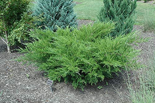 Sea Green Juniper | Live Plants | Juniperus Chinensis | Hardy Evergreen Privacy Screen