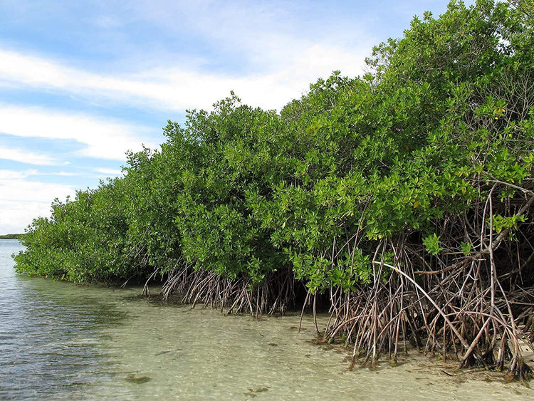 Red Mangrove Seedling | Rhizophora Mangle | Large Live Plants | Saltwater Aquarium Reef Filtration Aquatic Foliage | Shoreline Restoration & Protection