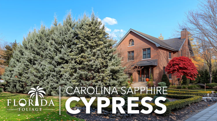 Carolina Sapphire Cypress Tree | Large Gallon Size Plant | Beautiful Evergreen Low Maintenance Cold Hardy Privacy Screen