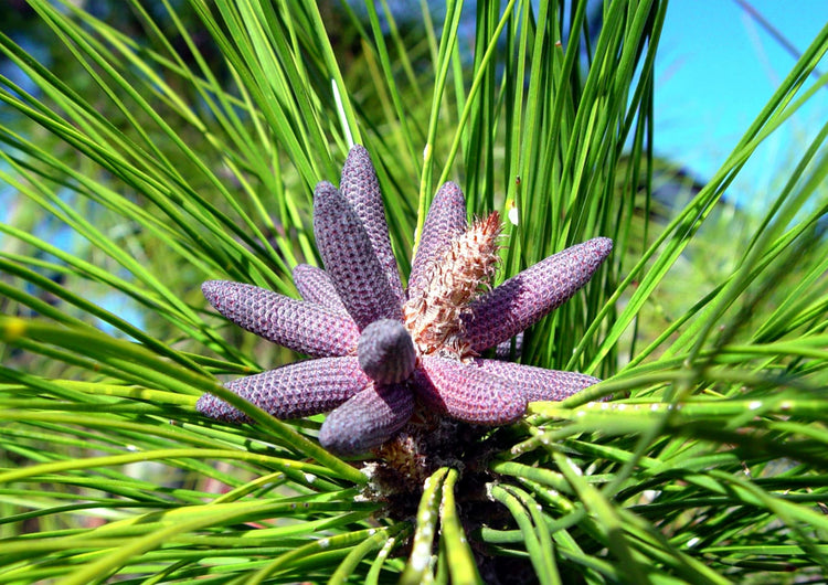 Slash Pine Tree | Large Gallon Size Pots | Pinus elliottii | Fast|Growing Evergreen | Landscape Shade Plants
