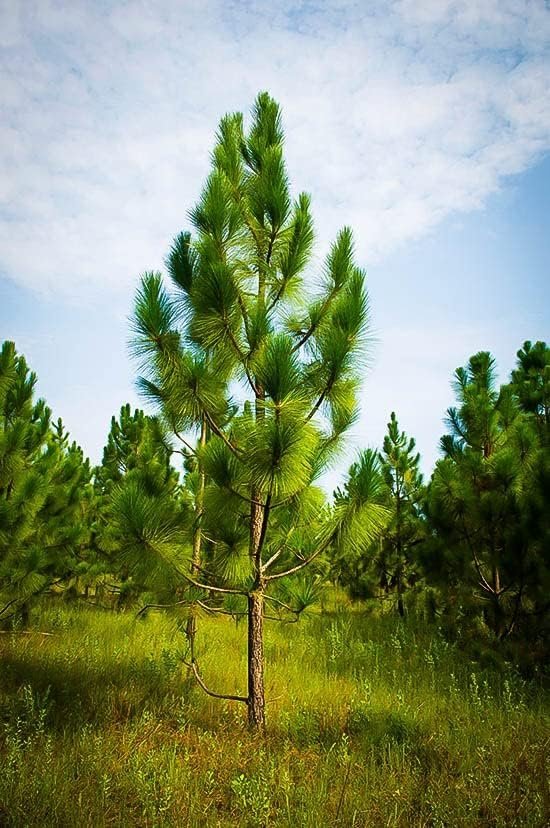 Longleaf Pine Tree | Live Plants | Pines Palustris | Hardy Fast Growing Evergreen Eco|Friendly Trees