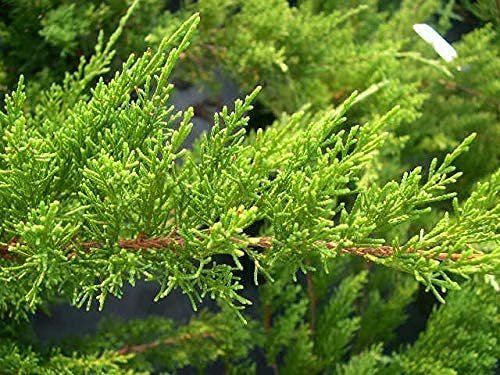 Sea Green Juniper | Live 4 Inch Pot | Juniperus Chinensis | Drought Tolerant Cold Hardy Evergreen Border Screening Plant