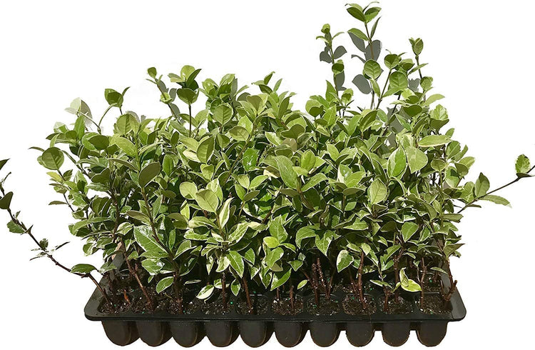 Confederate Jasmine Variegated | Live Plants | Trachelospermum Jasminoides Variegatum | Fragrant Blooming Evergreen Vine