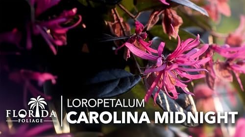 Loropetalum Carolina Midnight | Live Plants | Loropetalum Chinense | Purple Foliage Shrub | Ornamental Landscape Bush | Fast Growing Plants