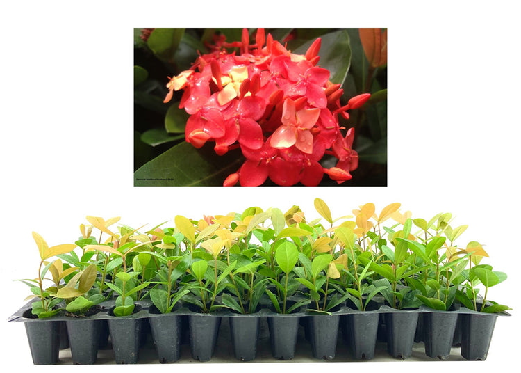 Ixora Maui Red | Live Plants | Beautiful Vibrant Blooming Butterfly Attracting Shrub | Coccinea Flame of The Woods Jungle Flame