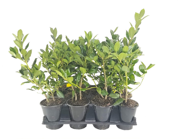 Ilex Nellie R. Stevens Holly | Live Quart Size Tree | Evergreen Privacy Shrub | Red Berries
