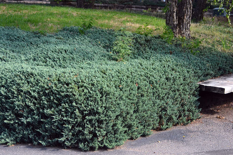 Juniper Bar Harbor | Live Gallon Size Plants | Juniperus Horizontalis | Drought Tolerant Cold Hardy Evergreen Groundcover