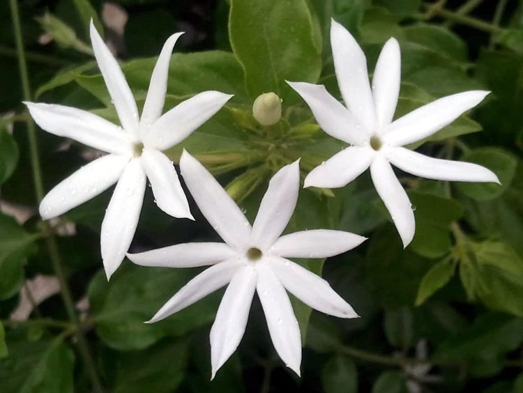 Downy Jasmine | Live Plants | Jasminum Multiflorum | Beautiful Blooming Vine|Like Shrub