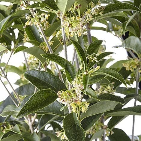 Fragrant Tea Olive Shrub | Extra Large 3 Gallon Plants | Osmanthus Fragrans Blooming Specimen